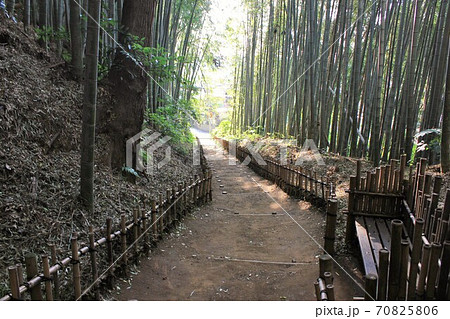 竹林の小径 ~ひよどり坂~ 竹林の小径 ~ひよどり坂~ 70825806
