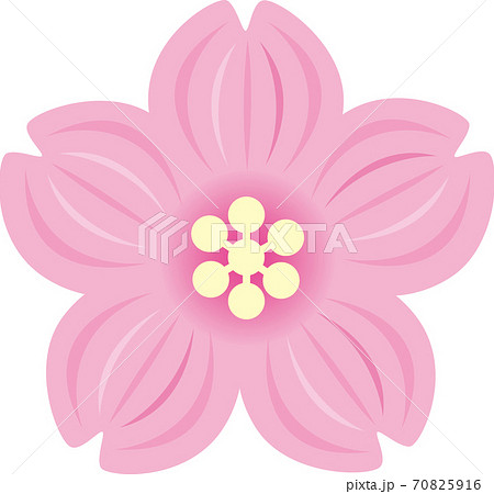 桜の花のイラスト素材