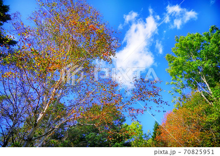 北海道阿寒湖の紅葉 北海道阿寒湖の紅葉 70825951