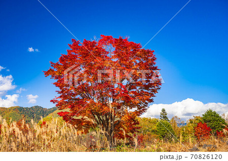 秋の乗鞍高原 大カエデの紅葉 秋の乗鞍高原 大カエデの紅葉 70826120