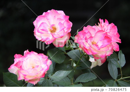 サンパウロ市内で咲くピンク色のバラの花 ブラジルの写真素材