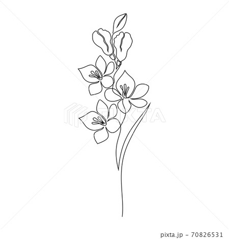 Freesia flower on whiteのイラスト素材 [70826531] - PIXTA