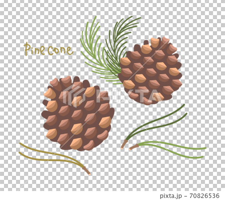 Illustration of pine cones and pine needles - Stock Illustration ...