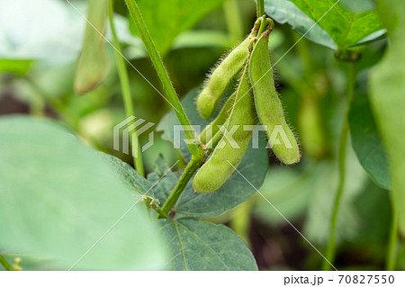 茶豆の栽培 7月 家庭菜園の写真素材