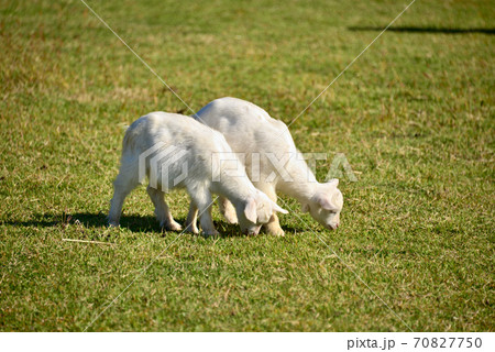 阿蘇　月廻り公園のヤギ 70827750