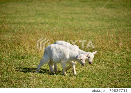 阿蘇　月廻り公園のヤギ 70827751