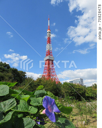 紫色の朝顔越しに見える東京タワーの写真素材 紫色の朝顔越しに見える東京タワーの写真素材
