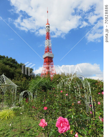 ピンク色のバラの花 越しに見える東京タワーの写真素材 7086