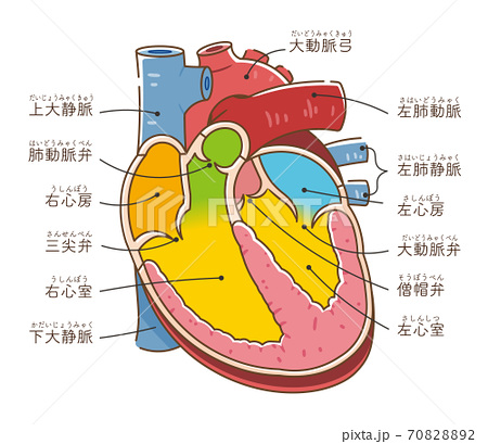 心臓の構造のイラスト素材 70