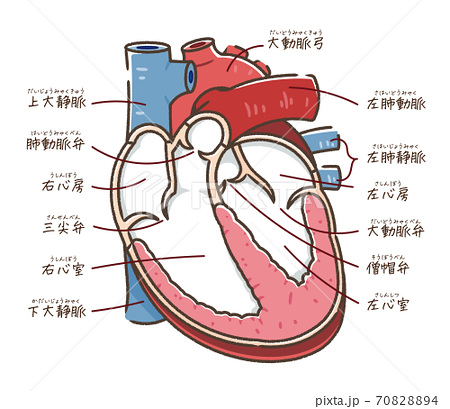 心臓の構造のイラスト素材 7084