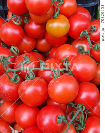 Tomato Tomato 70829253