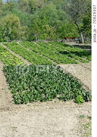 Organic garden Organic garden 70829307
