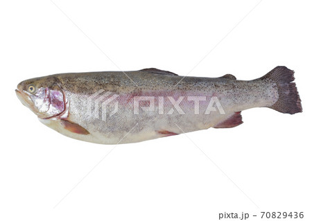 Trout Trout 70829436