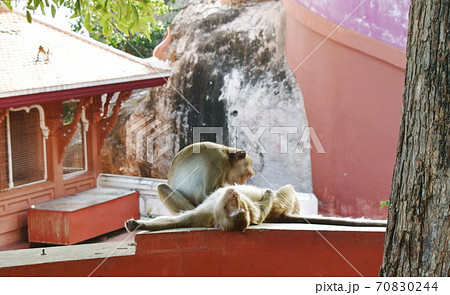 long tail macaque monkey catching flea and tick at Phra Buddha Chai temple in Thailand 70830244