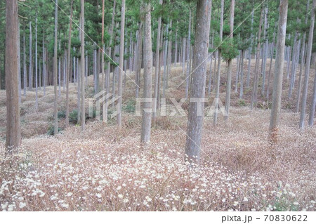 三重県津市美杉町　ミツマタ群生地（つぼみの状態） 70830622