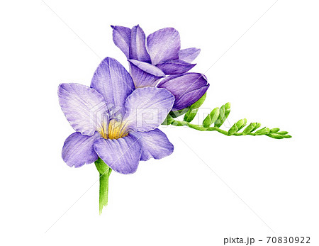 Violet Freesia Flower Watercolor Illustration のイラスト素材