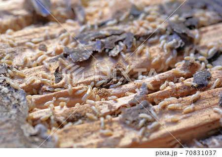 床に群がるシロアリ（ヤマトシロアリ） 70831037