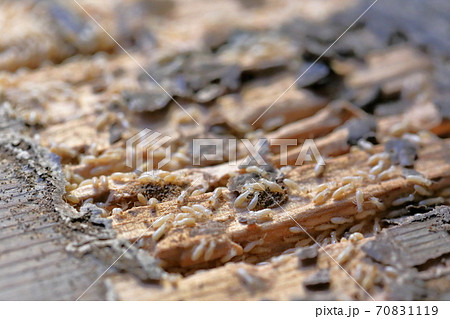 板を食べるシロアリ（ヤマトシロアリ） 70831119