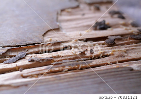 シロアリ被害（ヤマトシロアリ） 70831121