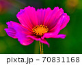 コスモス 70831168