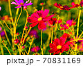 コスモス 70831169