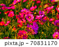 コスモス畑 70831170