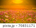 コスモス畑 70831171