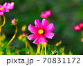コスモス 70831172
