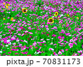コスモスとヒマワリ 70831173