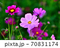 コスモス 70831174