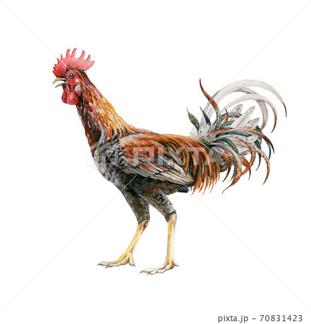 Rooster watercolor illustration.  70831423