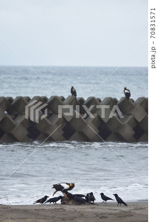 エゾシカの亡骸に群れるオオワシとカラス(北海道) エゾシカの亡骸に群れるオオワシとカラス(北海道) 70831571