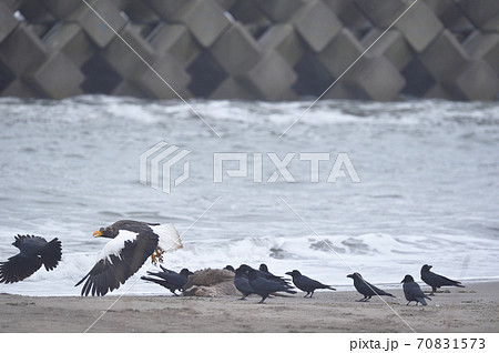 エゾシカの亡骸に群れるオオワシとカラス(北海道) エゾシカの亡骸に群れるオオワシとカラス(北海道) 70831573