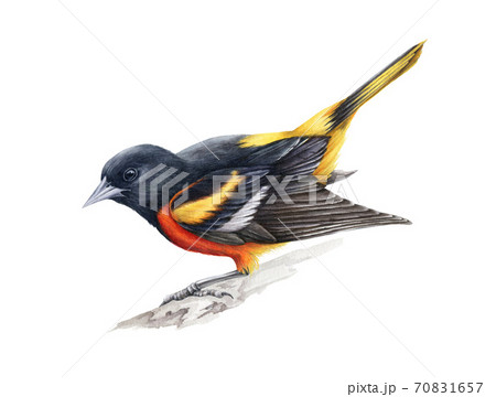 Baltimore Oriole Bird Illustration Stock Illustration - Download