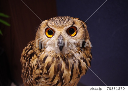 フクロウのペットとして人気がある種のワシミミズク フクロウのペットとして人気がある種のワシミミズク 70831870