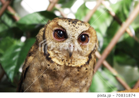 フクロウのペットとして人気のあるインドオオコノハズク フクロウのペットとして人気のあるインドオオコノハズク 70831874