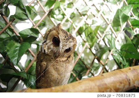 フクロウのペットとして人気のあるインドオオコノハズク フクロウのペットとして人気のあるインドオオコノハズク 70831875