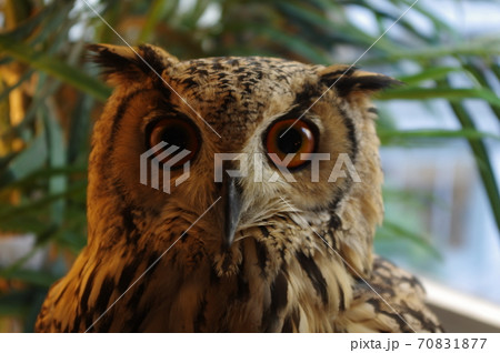 フクロウのペットとして人気があるワシミミズク フクロウのペットとして人気があるワシミミズク 70831877