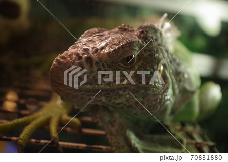 爬虫類のペットとして人気のあるイグアナ 70831880