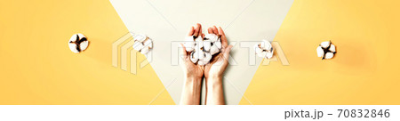 Female hands holding cotton flowers Female hands holding cotton flowers 70832846