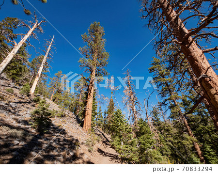 Sunny landscape of the Bristlecone Trail Sunny landscape of the Bristlecone Trail 70833294
