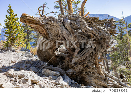 Sunny landscape of the Bristlecone Trail Sunny landscape of the Bristlecone Trail 70833341