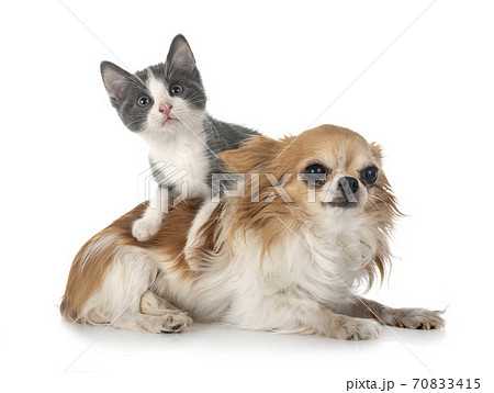 kitten and chihuahua 70833415