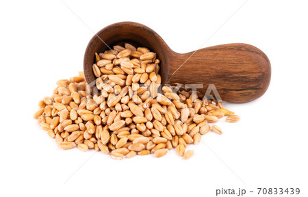 Wheat grains in wooden spoon, isolated on white background. Processed organic dry wheat seeds. 70833439