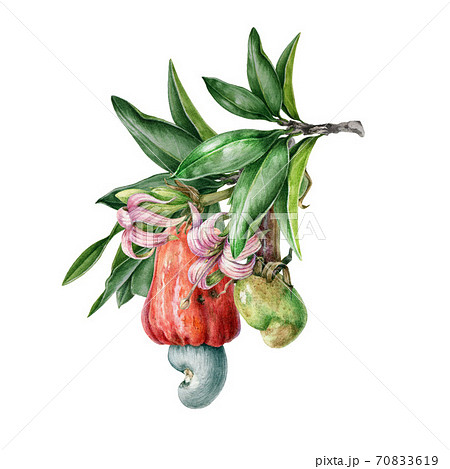 Cashew nut watercolor illustration. Cashew nut watercolor illustration. 70833619