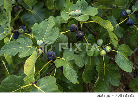 Ripe purple figs on a tree. Closeup detail of texture and colors.  70833835
