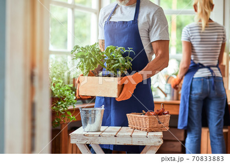 Woman and man working with spicy herbs in greenhouse Woman and man working with spicy herbs in greenhouse 70833883