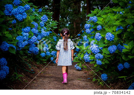 青いあじさい畑を歩く少女の写真素材