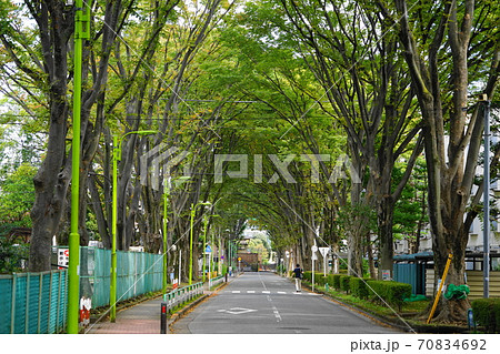 10月 世田谷327ケヤキ並木・けやきロード祖師谷 10月 世田谷327ケヤキ並木・けやきロード祖師谷 70834692