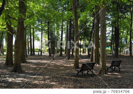 10月 世田谷313緑の木陰 蘆花恒春園の写真素材